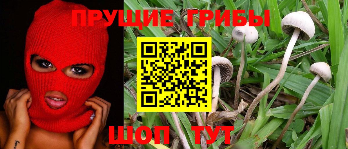 Псилоцибиновые грибы Psilocybine cubensis Ленинск-Кузнецкий